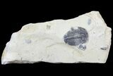 Elrathia Trilobite In Shale - Utah #55213-1